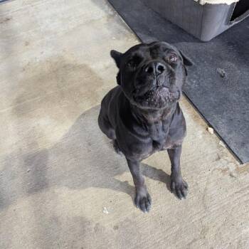 Cane Corso Dogs Available for Adoption in East St. Louis, Illinois - Pookie | PetCurious