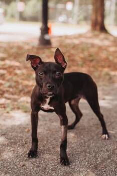 American Staffordshire Terrier and Mixed Breed Dogs Available for Adoption in North Charleston, South Carolina - 06492b Jubilee | PetCurious