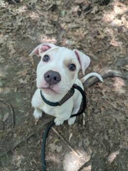 Nova -  Terrier Dog for Adoption in Hudson, New Hampshire - Nova | PetCurious