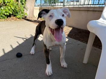 GOOD TROUBLE -  Pit Bull Terrier Dog for Adoption in Antioch, California - GOOD TROUBLE | PetCurious