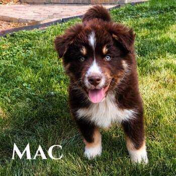 Australian Shepherd and Husky Dogs Available for Adoption in Phoenix, Arizona - Mac | PetCurious
