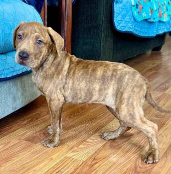 Tesla -  Mixed Breed Dog for Adoption in Taycheedah, Wisconsin - Tesla | PetCurious