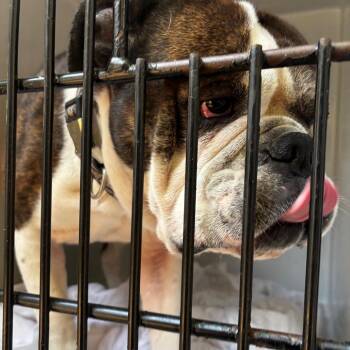 English Bulldog Dogs Available for Adoption in Philadelphia, Pennsylvania - Hershel | PetCurious