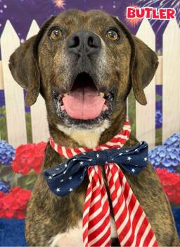 Butler -  Mixed Breed Dog for Adoption in Flint, Michigan - Butler | PetCurious