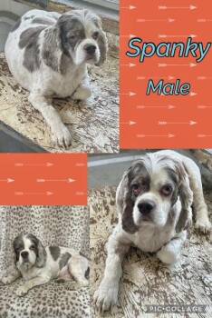 Spanky -  Cocker Spaniel Dog for Adoption in Manchester, Connecticut - Spanky | PetCurious