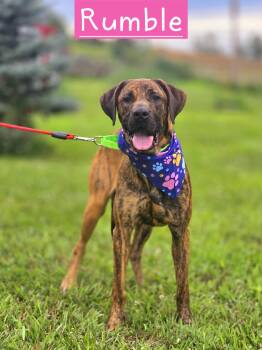 Rumble -  Great Dane and Labrador Retriever Dog for Adoption in Walthill, Nebraska - Rumble | PetCurious