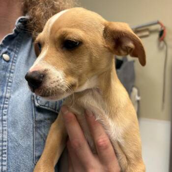 Chihuahua and Terrier Dogs Available for Adoption - Johnny Lazada | PetCurious