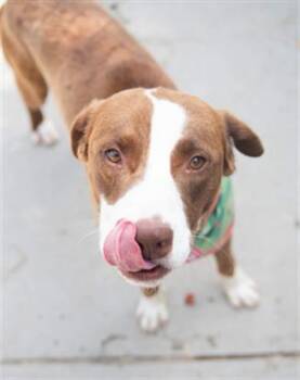 Pit Bull Terrier and Mixed Breed Dogs Available for Adoption in Tulsa, Oklahoma - AVOCADO | PetCurious