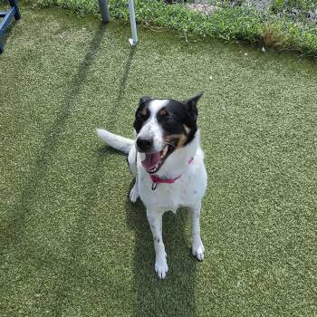 Daphne -  Border Collie Dog for Adoption in Fall River, Massachusetts - Daphne | PetCurious