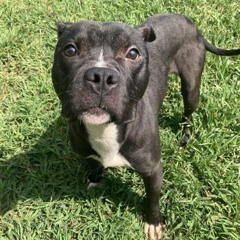 Beaker -  Mixed Breed Dog for Adoption in Mishawaka, Indiana - Beaker | PetCurious