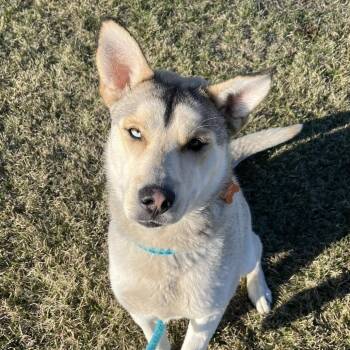 Cruz -  Husky and Mixed Breed Dog for Adoption in Fargo, North Dakota - Cruz | PetCurious