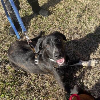 Boxer and Belgian Shepherd Malinois Dogs Available for Adoption - Kimber | PetCurious