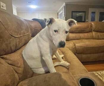 Ziva -  Pit Bull Terrier Dog for Adoption in Manchester, Connecticut - Ziva | PetCurious
