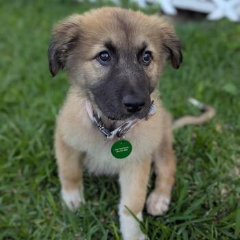 Anatolian Shepherd Dogs Available for Adoption in New Orleans, Louisiana - Chili (Benefactor Puppy) | PetCurious