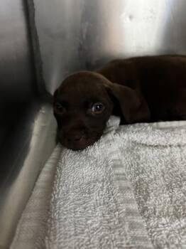 Cosmic Brownie -  Pit Bull Terrier Dog for Adoption in Mobile, Alabama - Cosmic Brownie | PetCurious