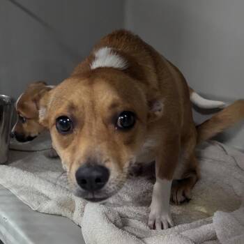 Baloo -  Jack Russell Terrier and Cardigan Welsh Corgi Dog for Adoption in Charlottesville, Virginia - Baloo | PetCurious