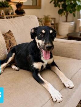 Jack -  Mixed Breed and Schnauzer Dog for Adoption in Valley Stream, New York - Jack | PetCurious