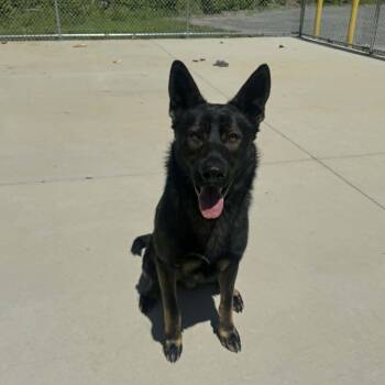 German Shepherd Dog Dogs Available for Adoption in Chesterfield, Missouri - Jerry  | PetCurious