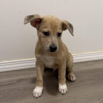 Cocoa Pebbles -  Labrador Retriever and Australian Shepherd Dog for Adoption in San Diego, California - Cocoa Pebbles | PetCurious