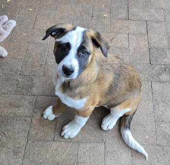 Rescue Australian Shepherd and German Shepherd Dog Dogs for Adoption in Oracle, Arizona - Bandit | PetCurious