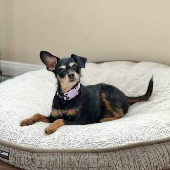 Sandy -  Jack Russell Terrier Dog for Adoption in San Diego, California - Sandy | PetCurious