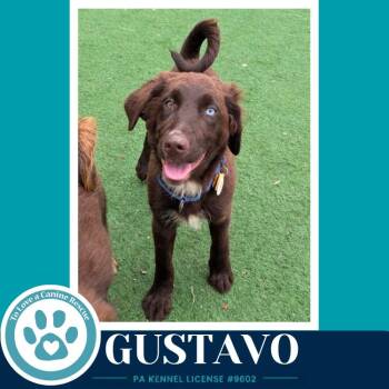 Gustavo (Aussie Posse) 071826 -  Australian Shepherd and Poodle Dog for Adoption in Kimberton, Pennsylvania - Gustavo (Aussie Posse) 071826 | PetCurious