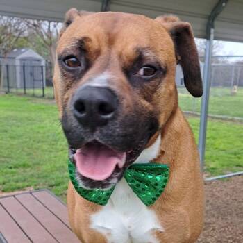 Bruno -  Boxer Dog for Adoption in Tunica, Mississippi - Bruno | PetCurious
