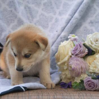 Rescue Mixed Breed Dogs for Adoption in Buffalo, Minnesota - Sawyer | PetCurious