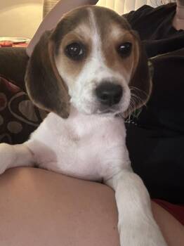 Foxhound and Mixed Breed Dogs Available for Adoption - Jackie (Pink Collar) | PetCurious