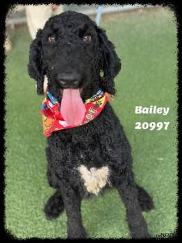 BAILEY see also NOLAN -  Standard Poodle Dog for Adoption in Marietta, Georgia - BAILEY See Also NOLAN | PetCurious