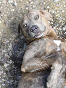 Rescue Labrador Retriever and Hound Dogs for Adoption in Conroe, Texas - Flower (Momma - Ruth