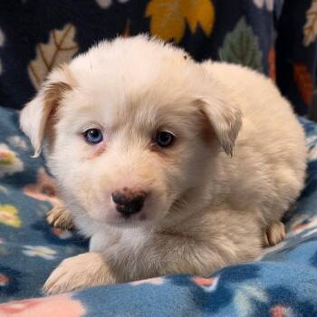 Great Pyrenees Dogs Available for Adoption in Eureka Springs, Arkansas - Here | PetCurious