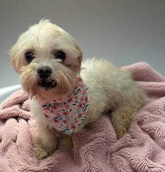 Annie -  Maltese Dog for Adoption in Fort Myers, Florida - Annie | PetCurious