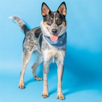 CARMEL -  Australian Cattle Dog Blue Heeler and Mixed Breed Dog for Adoption in St. Louis, Missouri - CARMEL | PetCurious