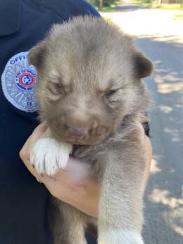 Mixed Breed Dogs Available for Adoption in Dallas, Texas - NYLAH | PetCurious