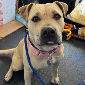 Mixed Breed and Pit Bull Terrier Dogs Available for Adoption in Salt Lake City, Utah - Chelsea | PetCurious