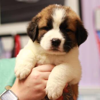 CT Spaghetti -  Saint Bernard Dog for Adoption in Eastford, Connecticut - CT Spaghetti | PetCurious