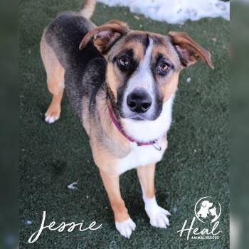 Mixed Breed Dogs Available for Adoption - Jessie | PetCurious