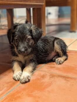 Ivory - Blytheville Litter of 8 -  Australian Shepherd and Labrador Retriever Dog for Adoption in Horn Lake, Mississippi - Ivory - Blytheville Litter Of 8 | PetCurious