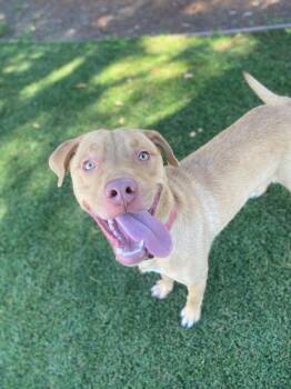 Butters -  Labrador Retriever and Pit Bull Terrier Dog for Adoption in Chico, California - Butters | PetCurious