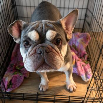 Hazel -  French Bulldog Dog for Adoption in Sonoma, California - Hazel | PetCurious