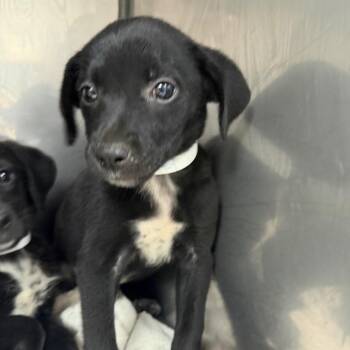 Britney -  Black Labrador Retriever and Mixed Breed Dog for Adoption in Parrish, Alabama - Britney | PetCurious