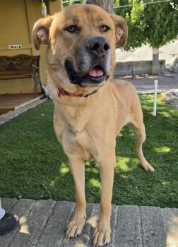 Hambo -  Labrador Retriever Dog for Adoption in Phoenix, Oregon - Hambo | PetCurious