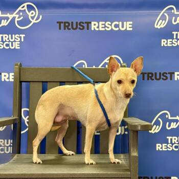 BALLET -  Chihuahua and Terrier Dog for Adoption in Waterford, New Jersey - BALLET | PetCurious