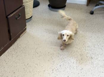 Nova -  Dachshund Dog for Adoption in York, South Carolina - Nova | PetCurious