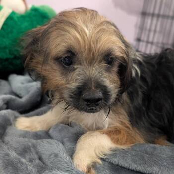 Bit -  Yorkshire Terrier and Mixed Breed Dog for Adoption in West Plains, Missouri - Bit | PetCurious