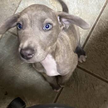 Tenryu -  Mixed Breed Dog for Adoption in Melrose, Florida - Tenryu | PetCurious