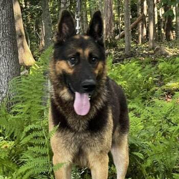 Saint (26-266) -  German Shepherd Dog Dog for Adoption in New Ringgold, Pennsylvania - Saint (26-266) | PetCurious