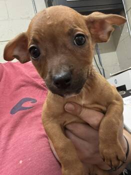 Abby -  Beagle and Dachshund Dog for Adoption in Swainsboro, Georgia - Abby | PetCurious