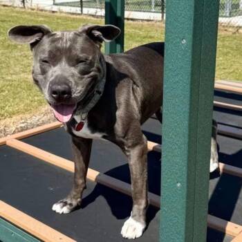 Sweet Scottie -  American Bully Dog for Adoption in Northville, Michigan - Sweet Scottie | PetCurious